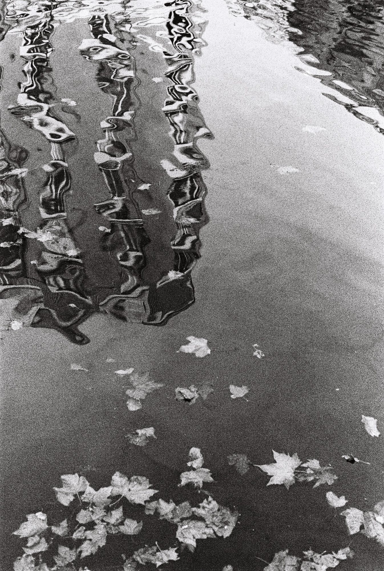 Reflet et feuilles mortes, Paris